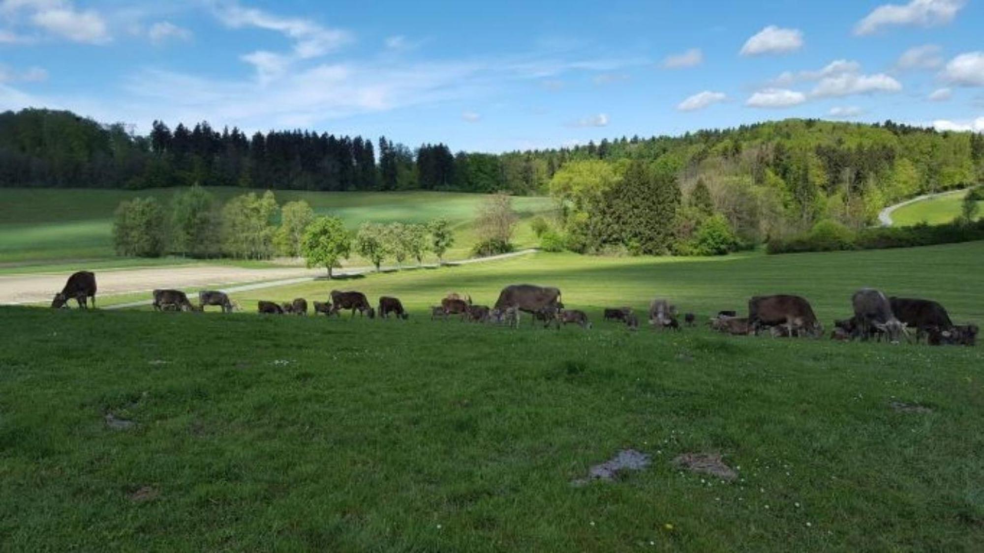 Roesslerhof Ferienwohnung Roesslerweiher Schlier Buitenkant foto