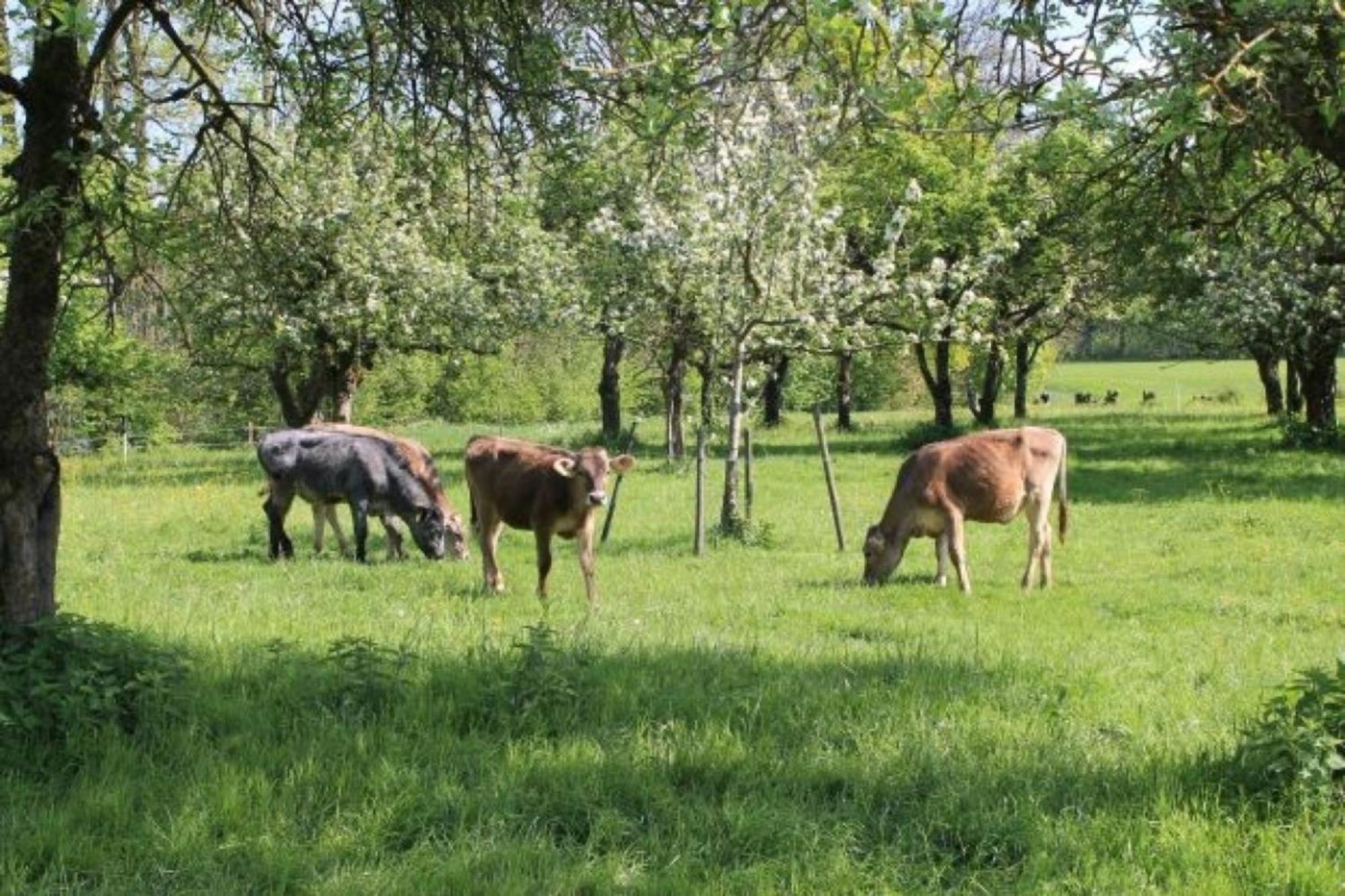 Roesslerhof Ferienwohnung Roesslerweiher Schlier Buitenkant foto